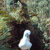 Yellow-nosed Albatross